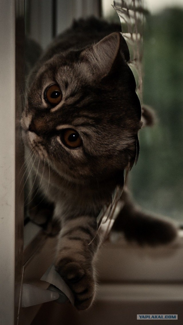 Котовторник с Максом