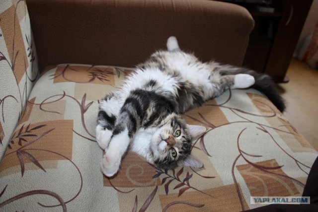 Состоятельный котовторник