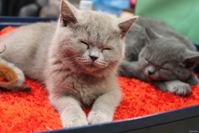 Сонный Котовторник
