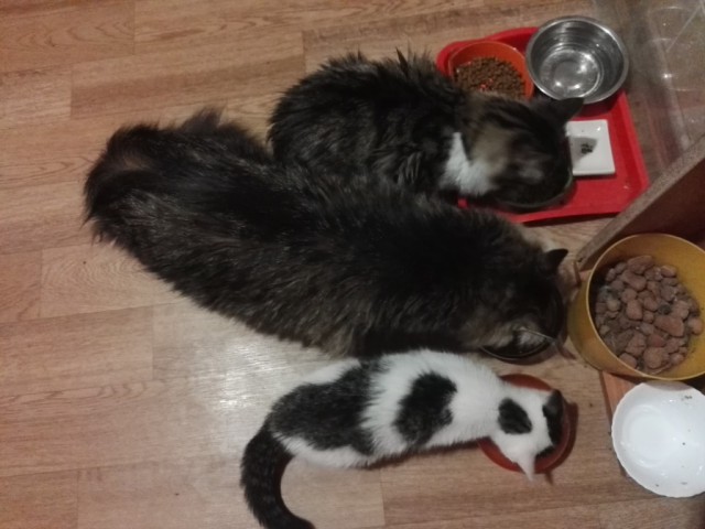 Котовторник (20.11.18)
