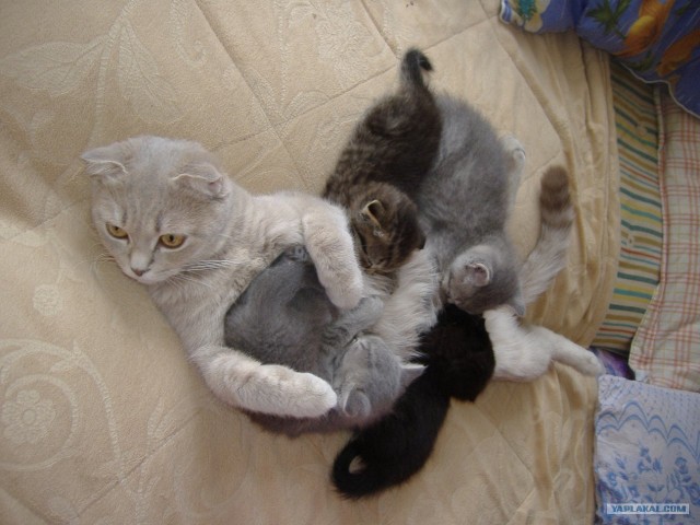 Котовторник 1.11.11