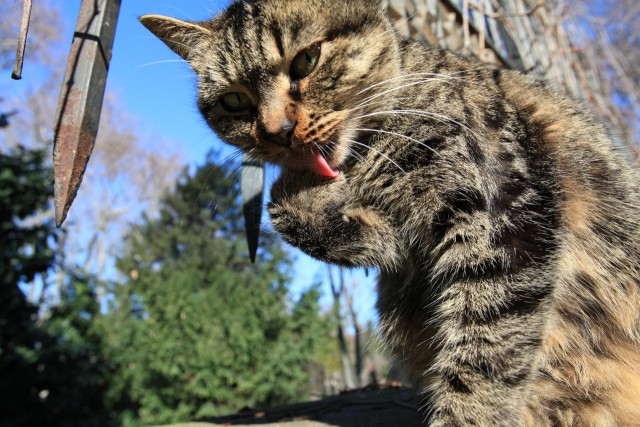 Котовторник (10.01.2012)