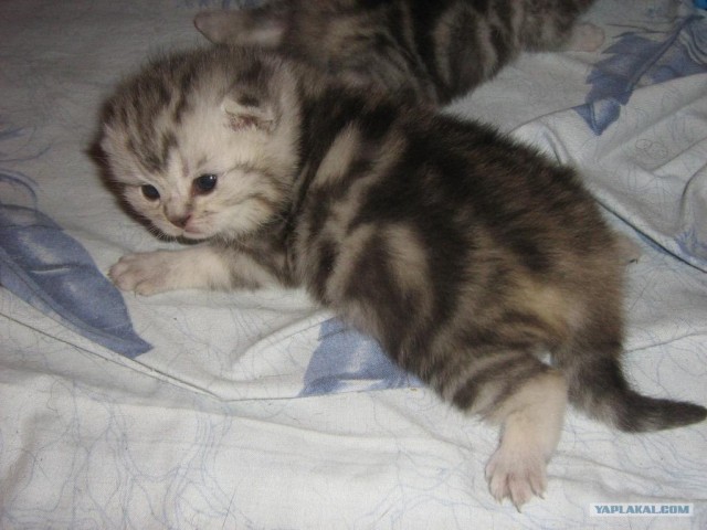Котовторник (24. 01. 2012 )