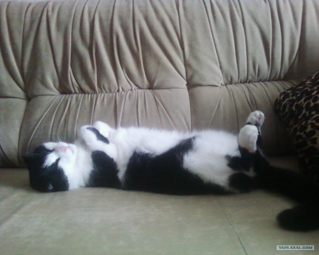 КОТОВТОРНИК (6.03.2012)