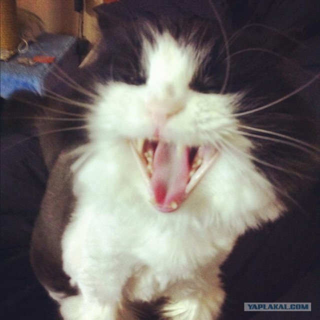 Котовторник 10.04.2012