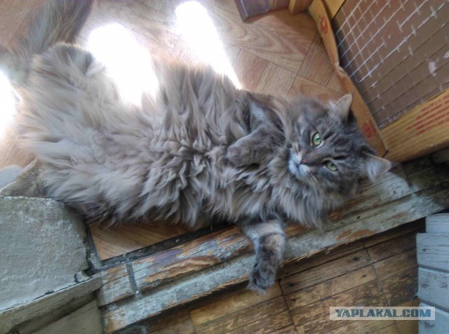 Человек не зря одомашнил кошек