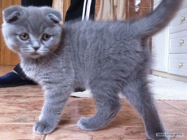 Котовторник 22.05.2012