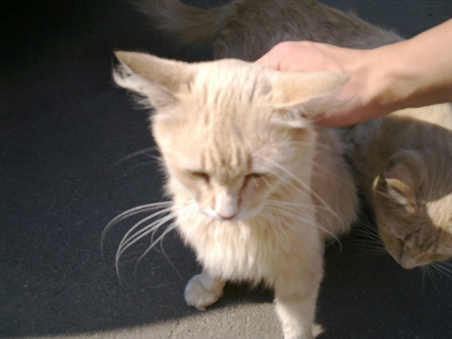 Котовторник 07.08.2012