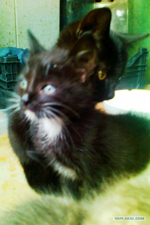 Котовторник  4.09.12
