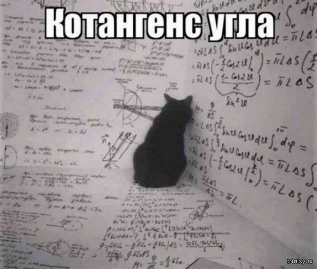 Дурацкие картинки