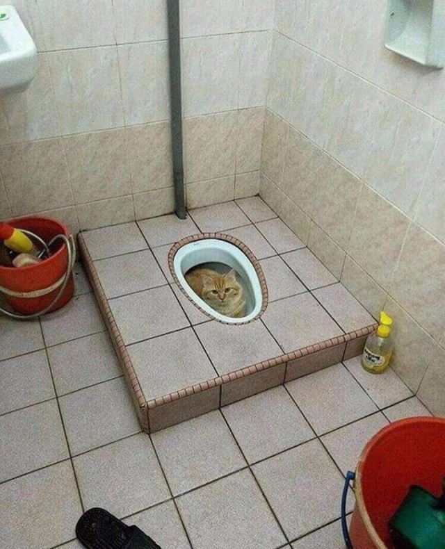 Забавные фото котеек