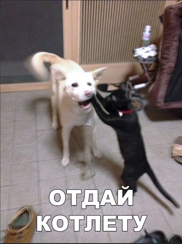 Живность из сети