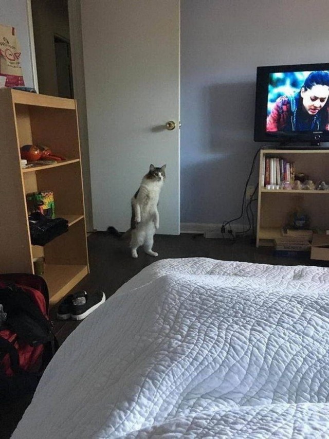 Забавные фото котеек