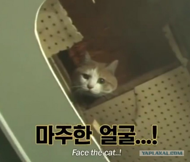 Приключения кота из Южной Кореи