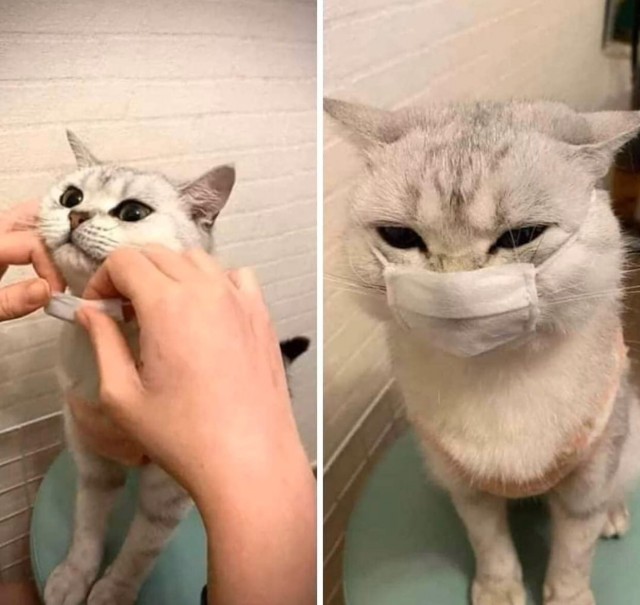 Коты из сети