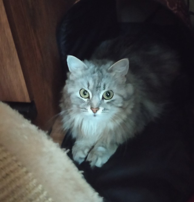 Коты, которые нас порадовали!