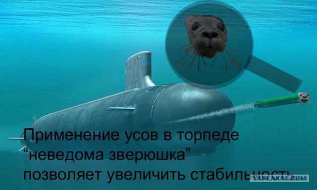 Фотожаба: Испуганый морской котик