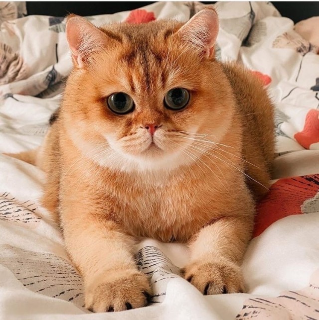 Эти забавные животные
