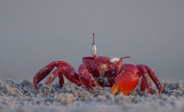 Привет из морских глубин