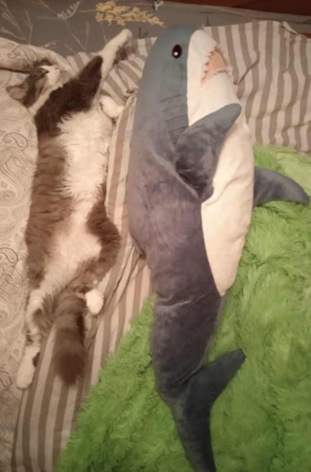 Даешь котовторник!