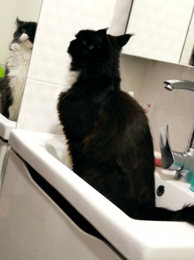 Кот года, коллеги