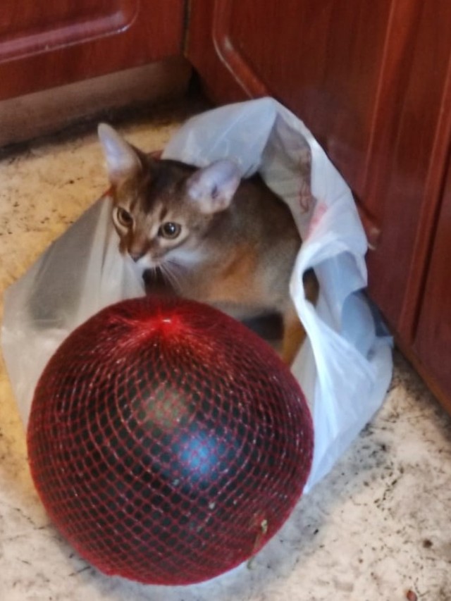 Котовторник (свои добавляем)