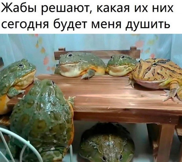 Картинки и мемы для настроения 13.12.2021