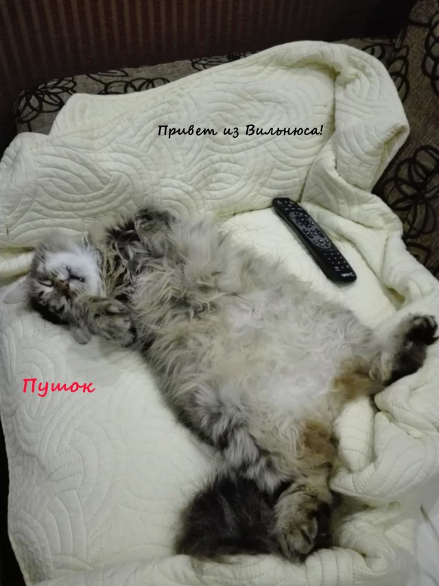 Жизнь домашнего приюта "Котоленд" 314