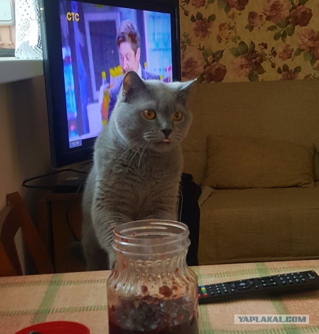 Котовторник 11.01.22