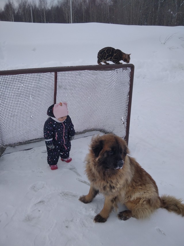 Котовторник. Картинки и буквы 08.02.22