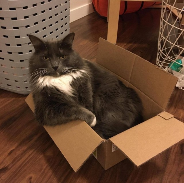 Объясняю коту о пользе гречки