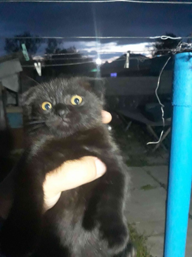 И снова день кошачий!