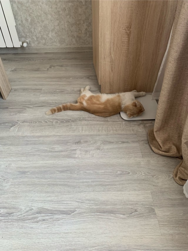 А как спит ваш кошачий?