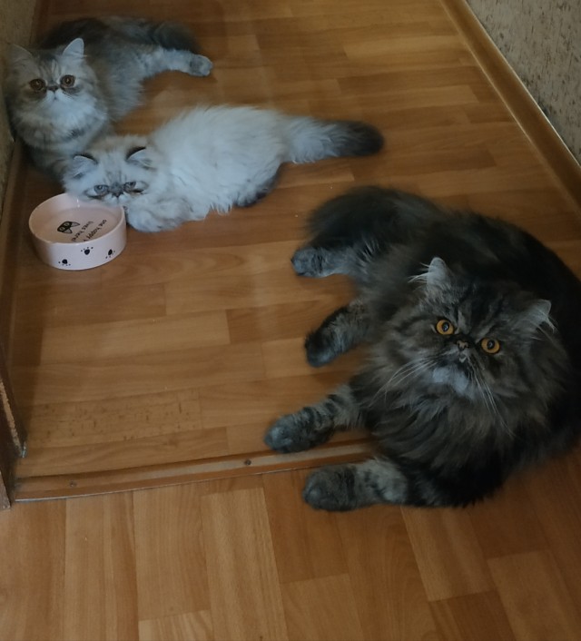 "Скатина"