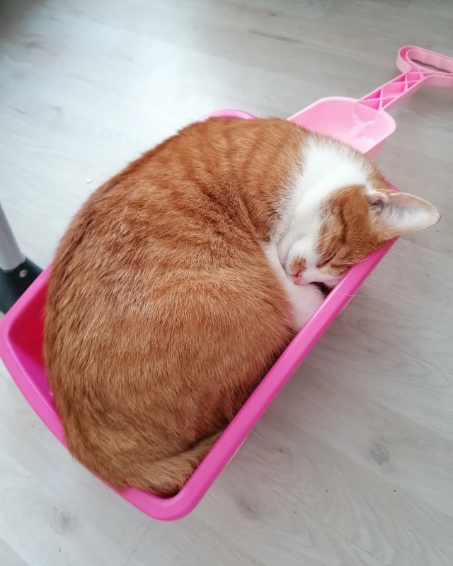 Устал друг. Сегодня Баксу 3 года.