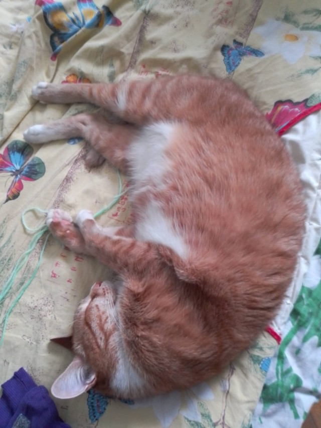Котовторник 17.01.23