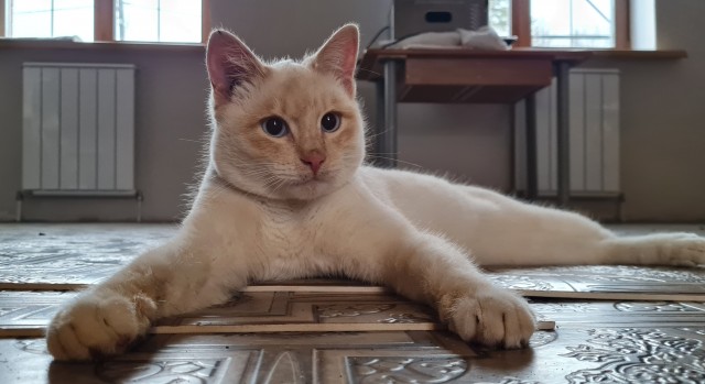 Начинаем котовторник.