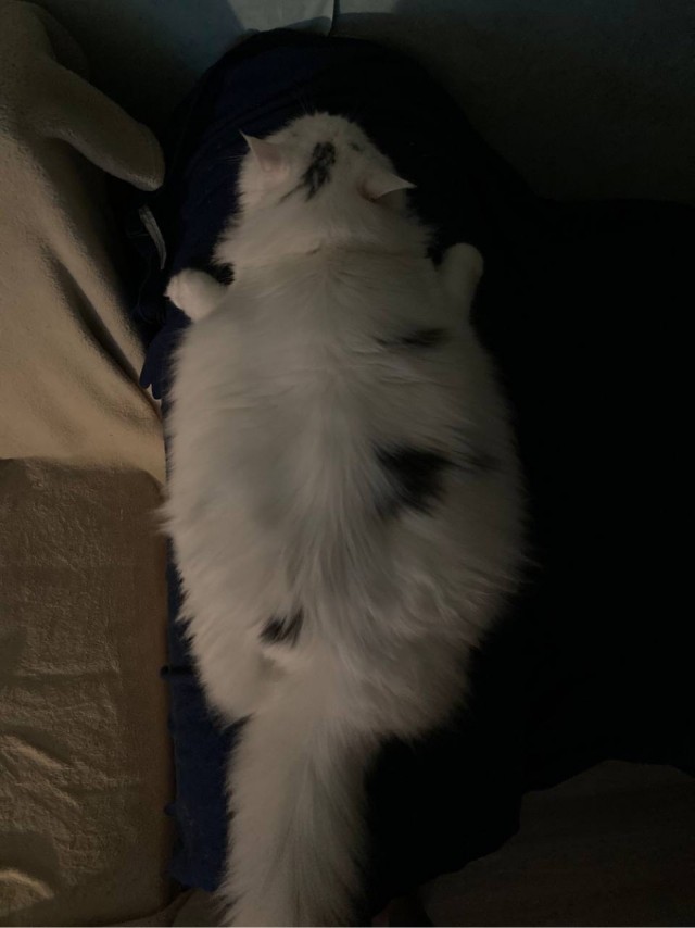 Начинаем котовторник.