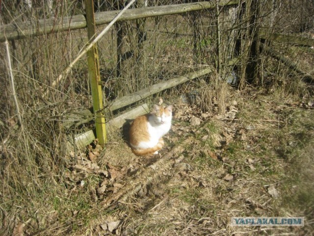 Жизнь домашнего приюта для котеек 438