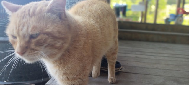 Котофторниг