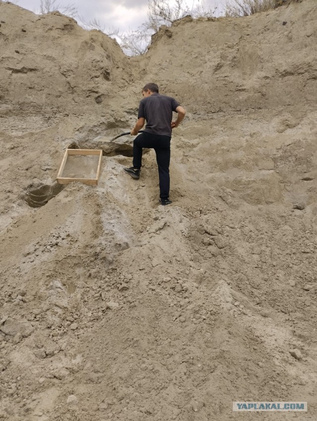 Акулы средней полосы