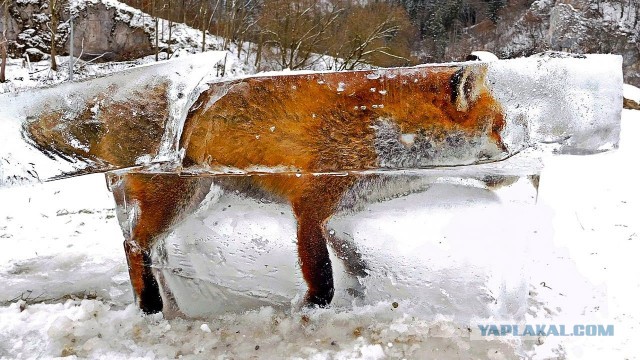Жителей Бурятии шокировали цены на дрова