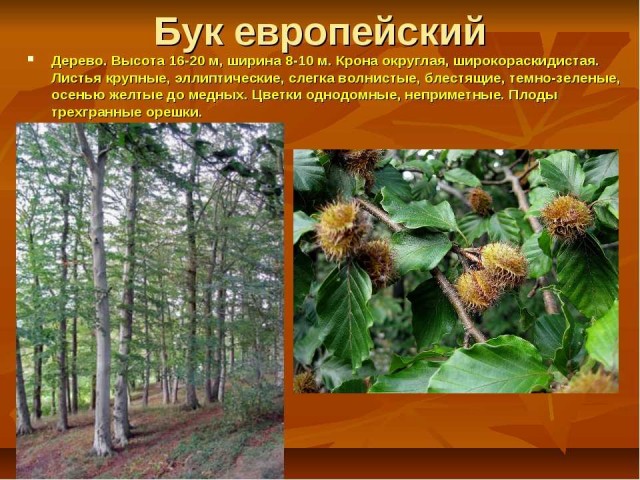 Бук дерево фото с описанием