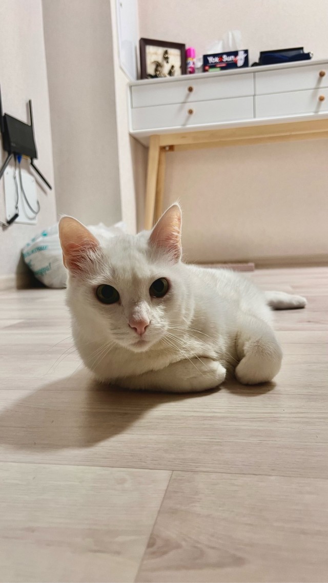 Моника