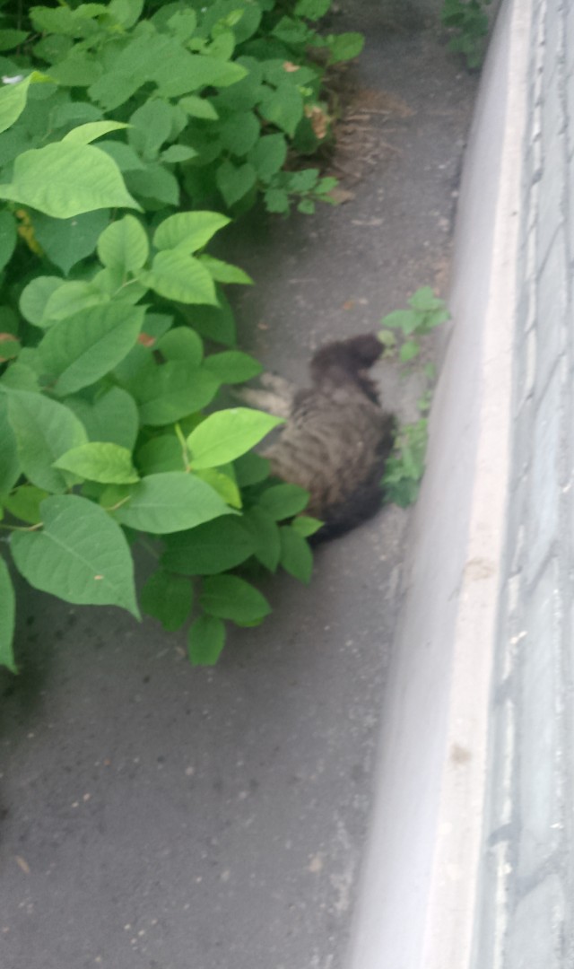 Разбился кот