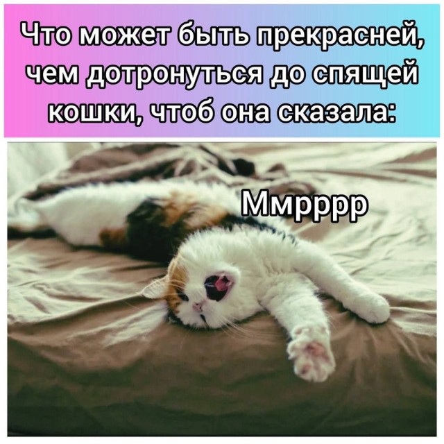 Котовторник в картинках