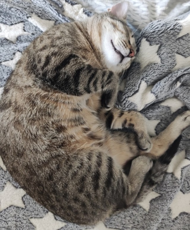 Спящий кот