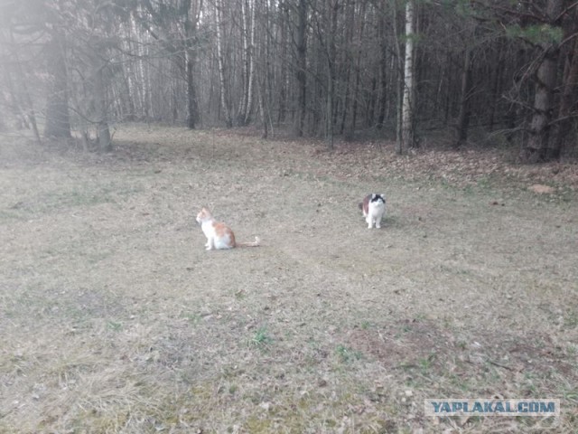 Жизнь домашнего приюта для котеек 540