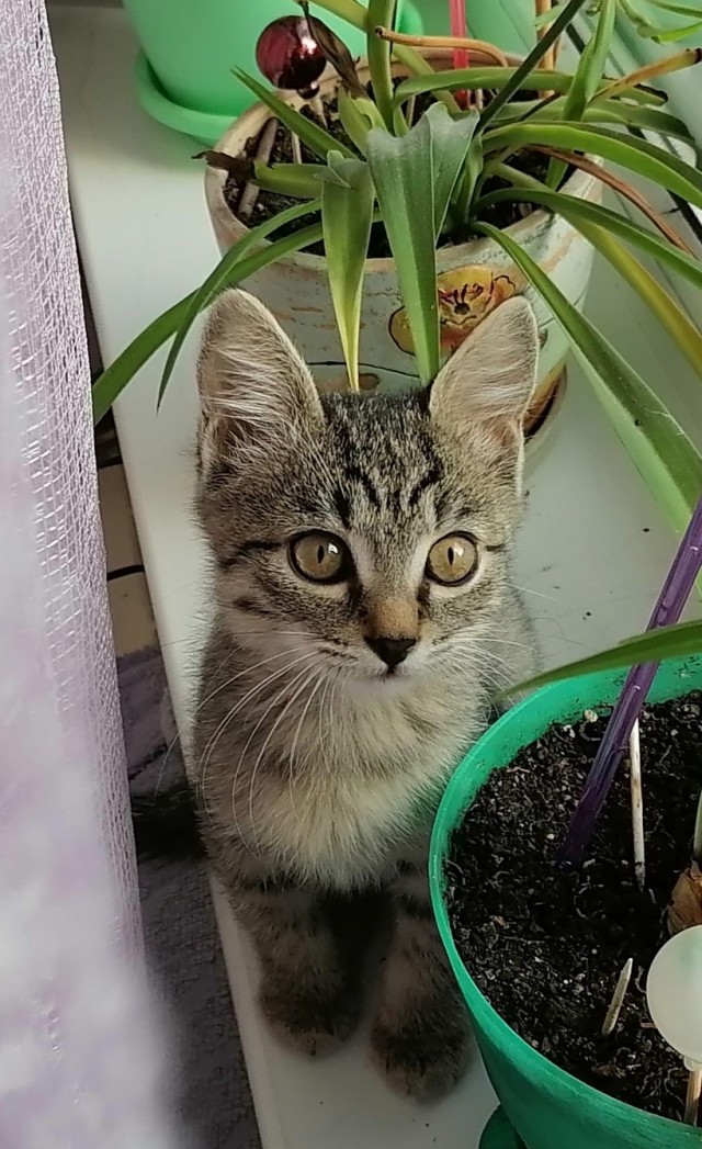 Нефотогеничный кот