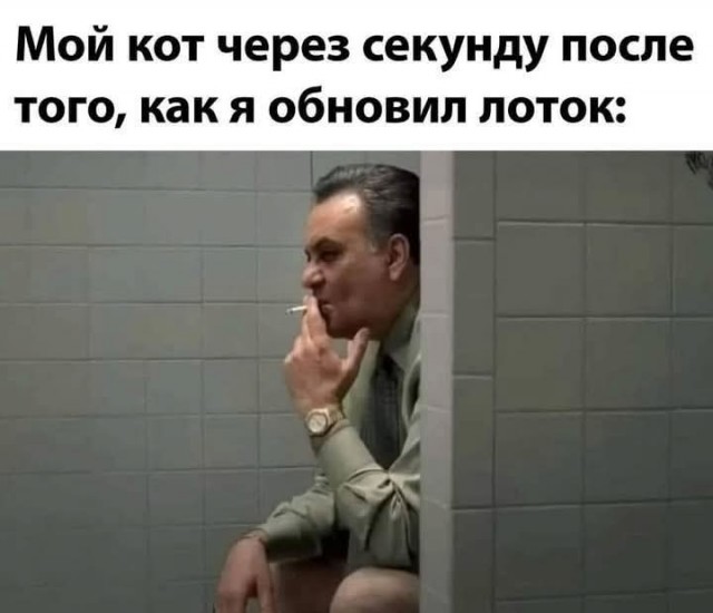 К котовторнику.